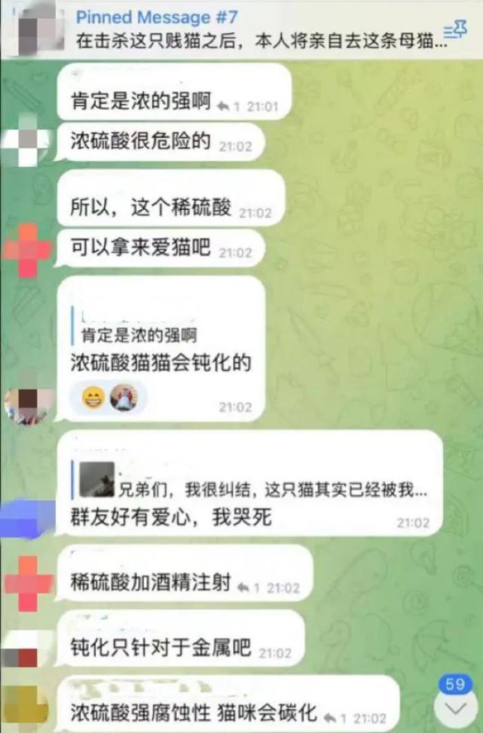 关于虐猫最新消息的探讨