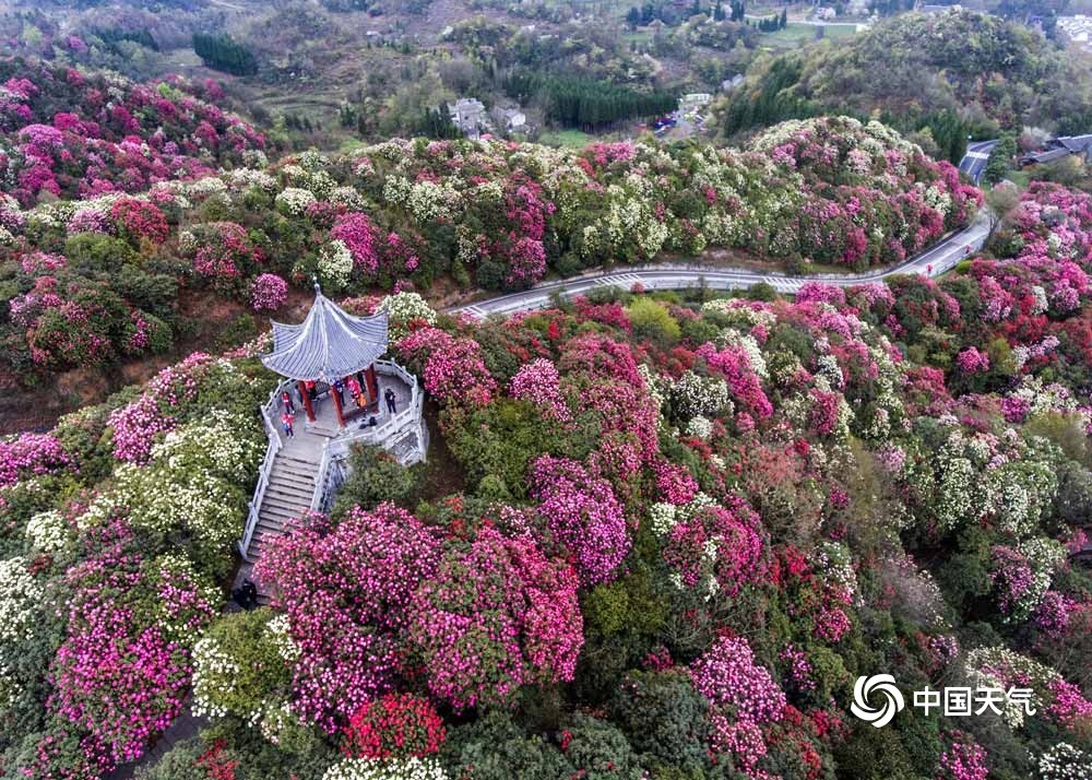 毕节百里杜鹃——最新绽放的画卷