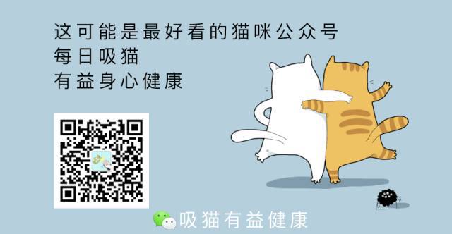 猫咪社区最新网页版，探索与体验